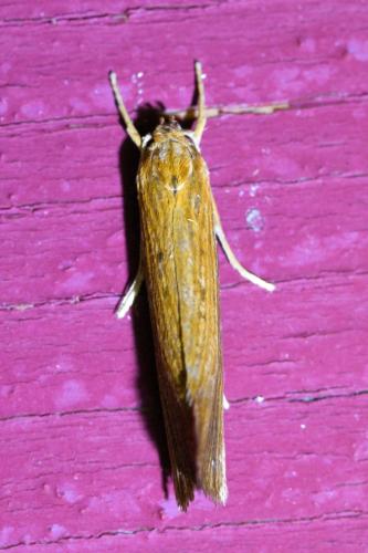 Orthotelia sparganella